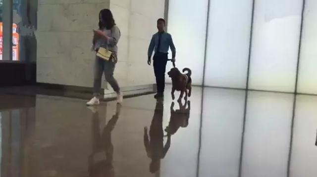 防暴犬视频