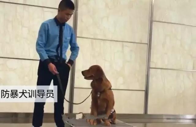 防暴犬视频