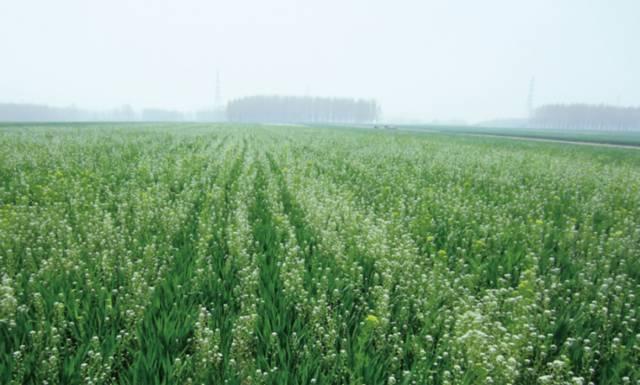 麦田除草，必须须搞定这6大草王和6大草后！（附最新抗性解决方案）4