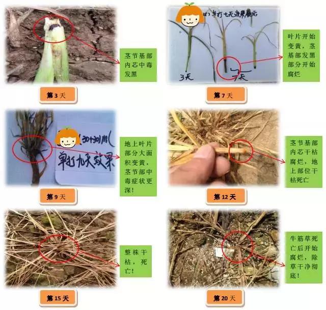 百草枯被禁了，柑橘园除草，烯草酮可以用吗？11