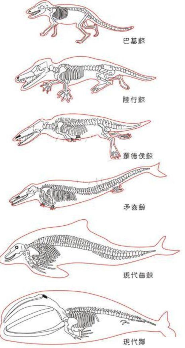 鲸鱼是哺乳动物吗