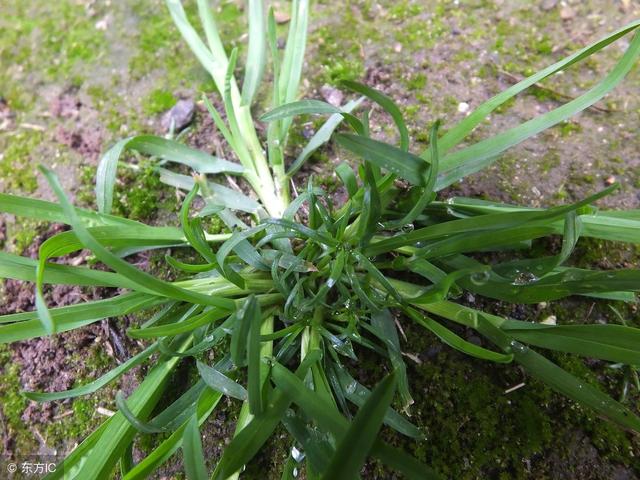 草铵膦复配什么除草剂可以防除牛筋草？这几个药剂都可以3