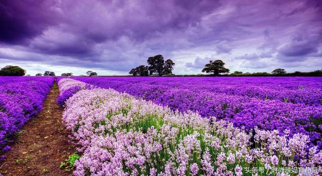 强生身体乳祛纹