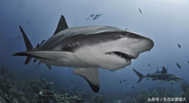 小鲨鱼是什么品种(家养小鲨鱼的品种)