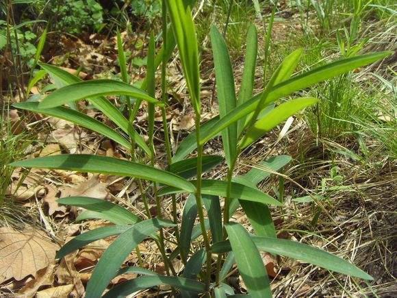 柴胡有"南""北"之分,性状是不同的,用的时候需要注意.