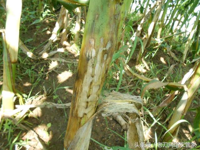 玉米出现纹枯病怎么处理？籽粒形成期至灌浆期高发