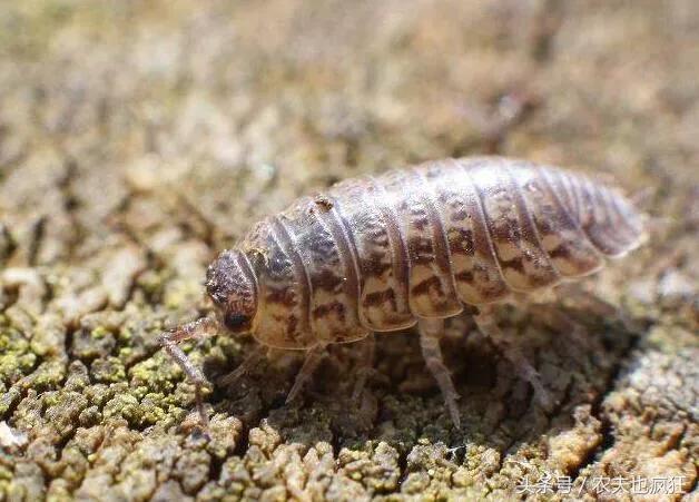 潮湿虫 潮湿虫（潮湿虫子图片及名称） 生活
