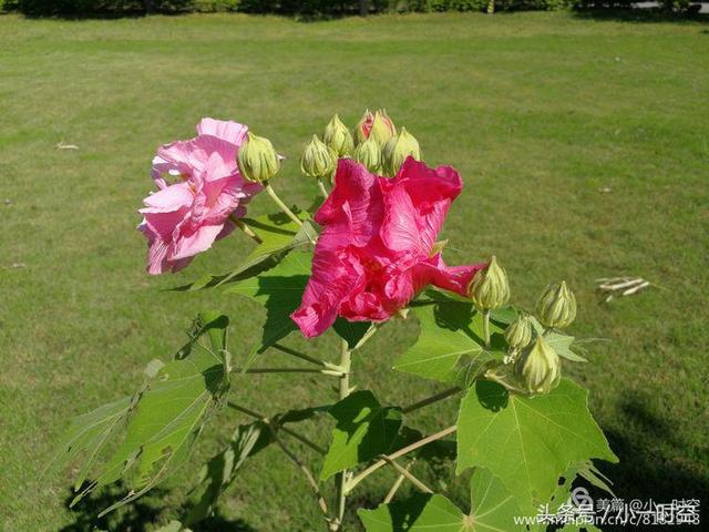 芙蓉花语 芙蓉花语（芙蓉花与木槿花的区别） 生活
