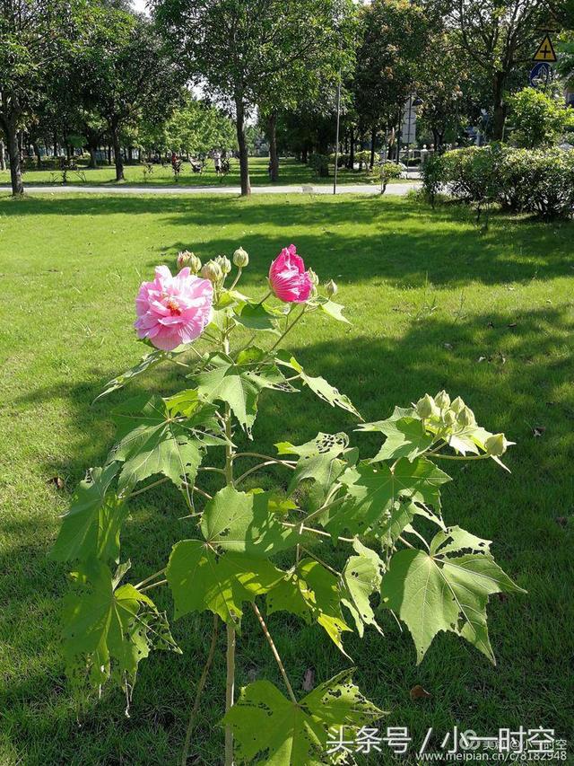 芙蓉花语 芙蓉花语（芙蓉花与木槿花的区别） 生活