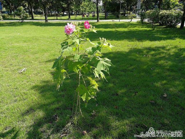 芙蓉花语 芙蓉花语（芙蓉花与木槿花的区别） 生活