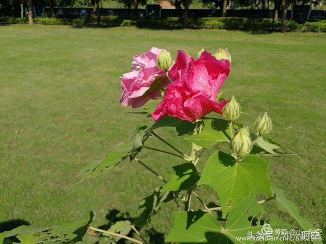 芙蓉花语 芙蓉花语（芙蓉花与木槿花的区别） 生活