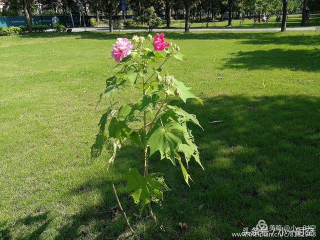 芙蓉花语 芙蓉花语（芙蓉花与木槿花的区别） 生活