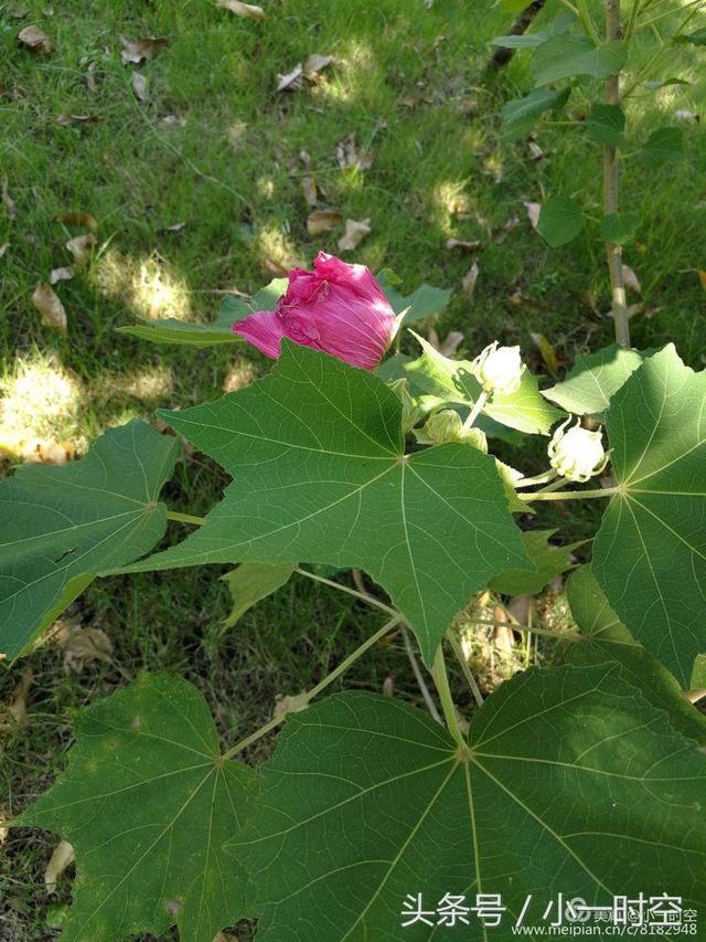 芙蓉花语 芙蓉花语（芙蓉花与木槿花的区别） 生活