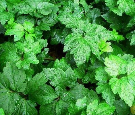 鸭脚艾 鸭脚艾(鸭脚艾的食用方法) 行情