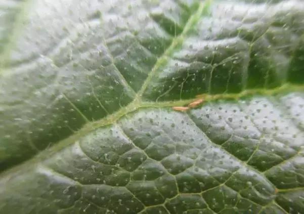 蓟马是什么马，后台硬，藏得深，危害那么大，为什么这样难打！