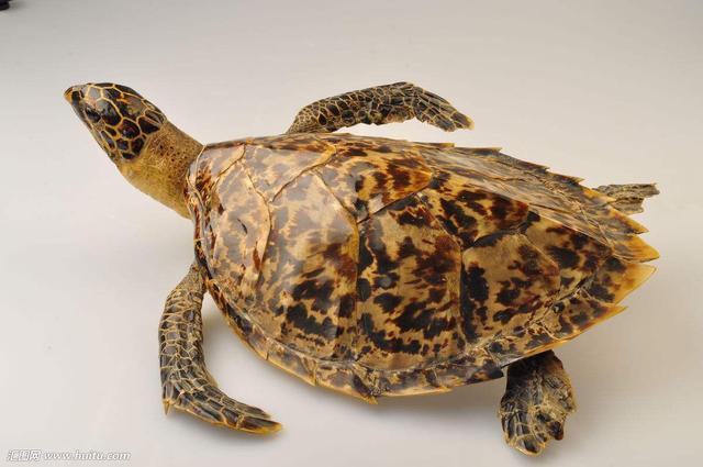 出处《开宝本草》来源为海龟科动物玳瑁的甲片