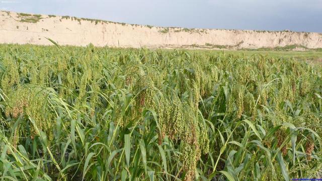 穄,稷米的功效?