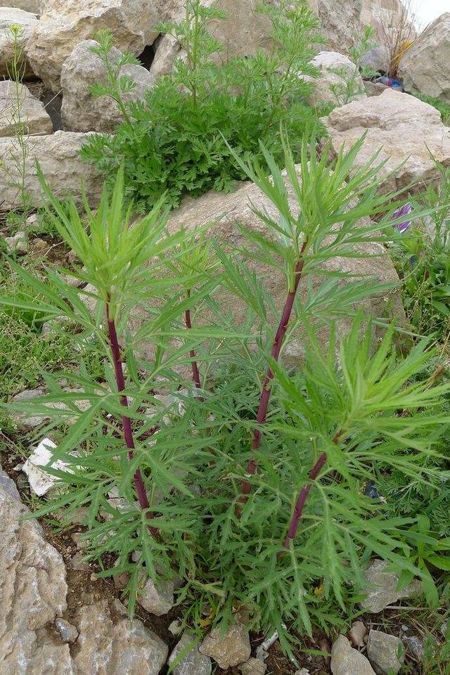 蒌蒿是什么植物,江西藜蒿与蒌,艾(蒌蒿是什么植物长什么样子)