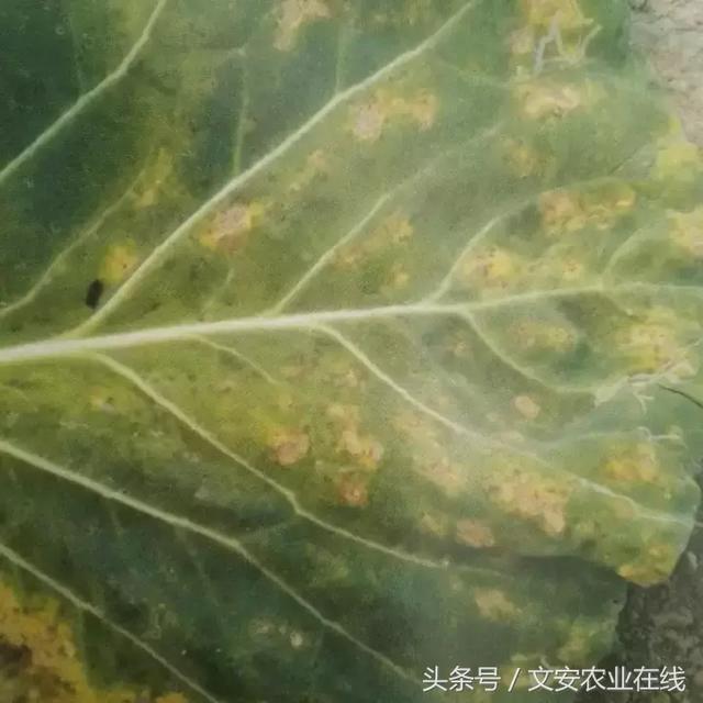 甘蓝18种病虫害高清图，一看就知道！另有防治用药！1