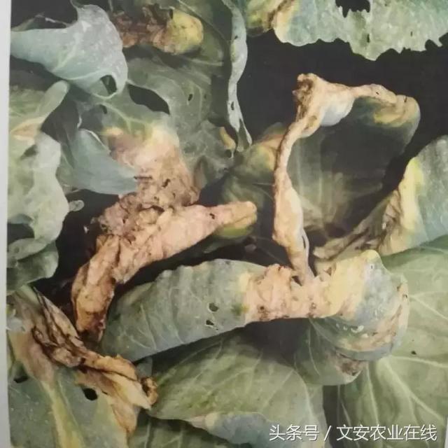 甘蓝18种病虫害高清图，一看就知道！另有防治用药！9