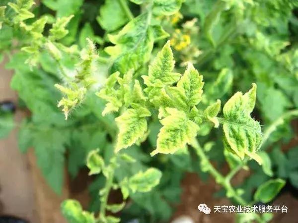 西红柿花期怎么管最好？实战总结！11