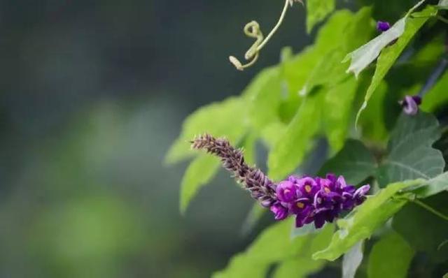 野葛 野葛（野葛花） 生活