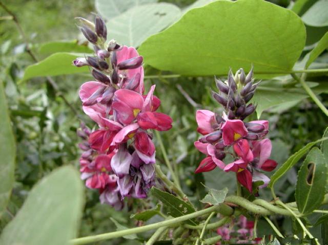 野葛 野葛（野葛花） 生活