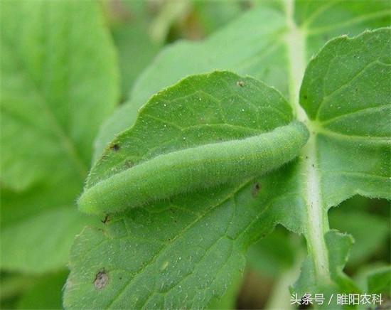 这个药对抗性害虫棉铃虫、菜青虫、小菜蛾、甜菜夜蛾等有特效3