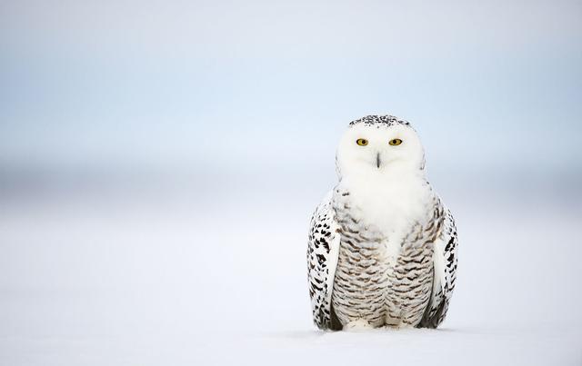 雪鸮