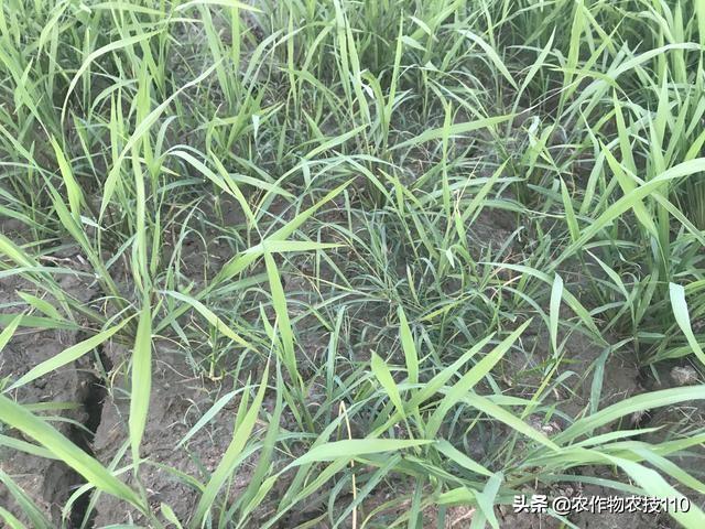 水稻直播除草，从重视三次封闭除草开始，这些你都知道吗？