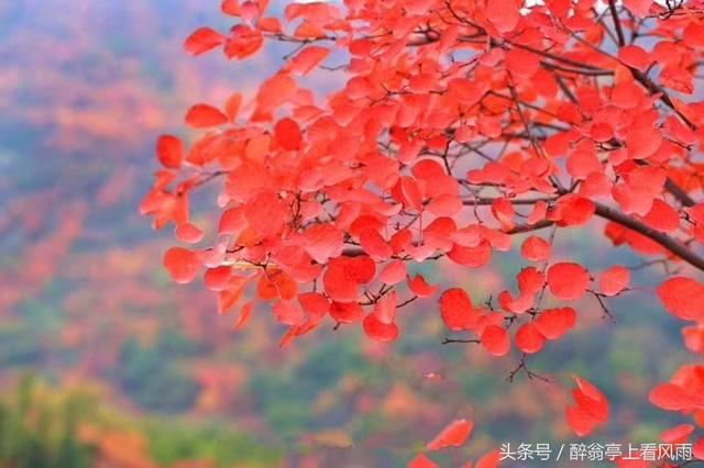 一帘秋夜雨，扰了清梦，湿了回忆