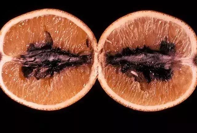 十九种柑橘病害最新整理！从生长到采收，防治办法全都有，不用愁