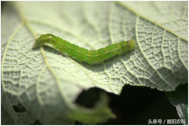 这个新药杀虫只需15分钟，速效性好持效期长2