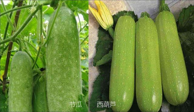 节瓜是什么（解挂是什么意思） 生活