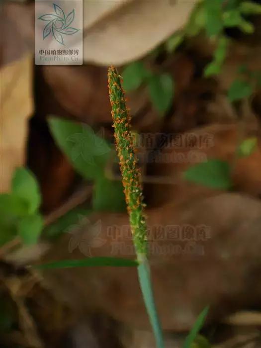 「植保技术」麦田杂草识别与区分（禾本科篇）20