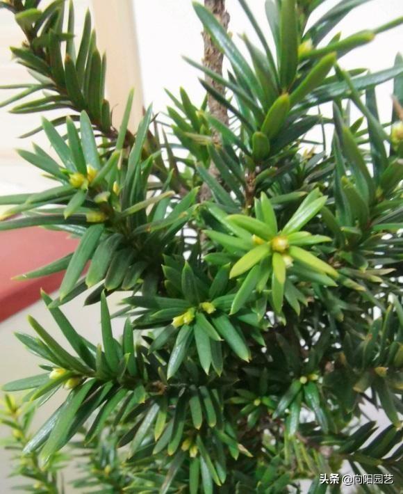 红豆杉果子 红豆杉果子（红豆杉果子泡酒功效） 生活