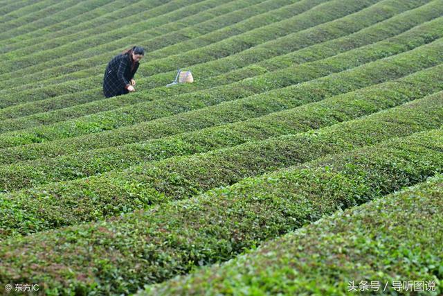 锌硒茶