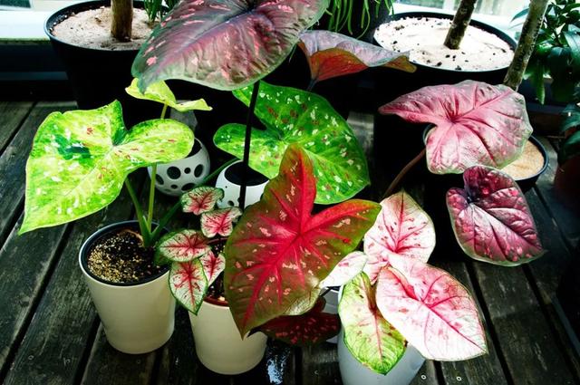 花叶芋 花叶芋（花叶玉蝉） 生活