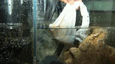 蓝绿藻过滤机