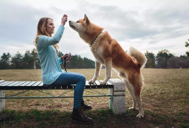 秋田犬图片