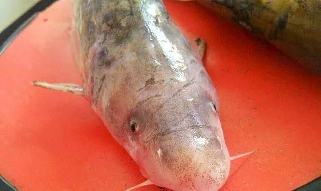 王鱼又叫什么鱼(大王鱼又叫什么鱼)