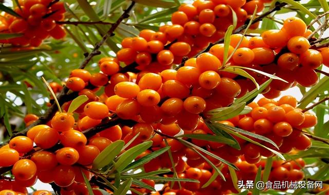 西瓜破碎机怎么样的简单介绍