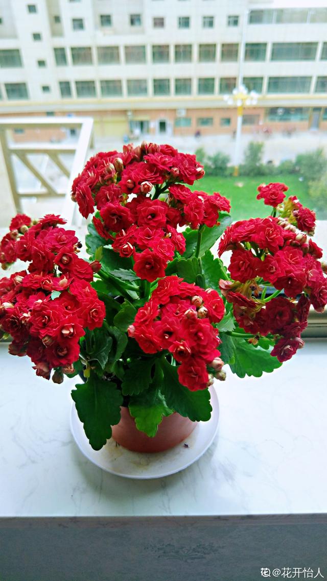 长寿花 长寿花（长寿花不开花光长叶子是什么原因） 生活