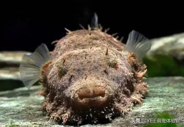 长毛鱼:长毛鱼，疑似一种模样奇怪的新物种(通体白毛)