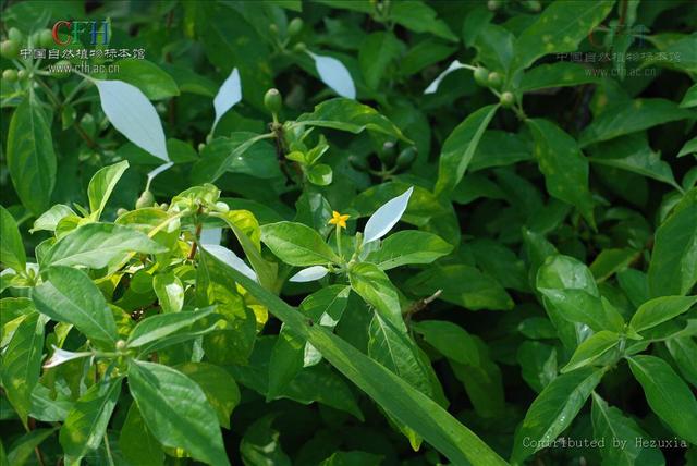 玉叶金花 玉叶金花（玉叶金花别名） 生活