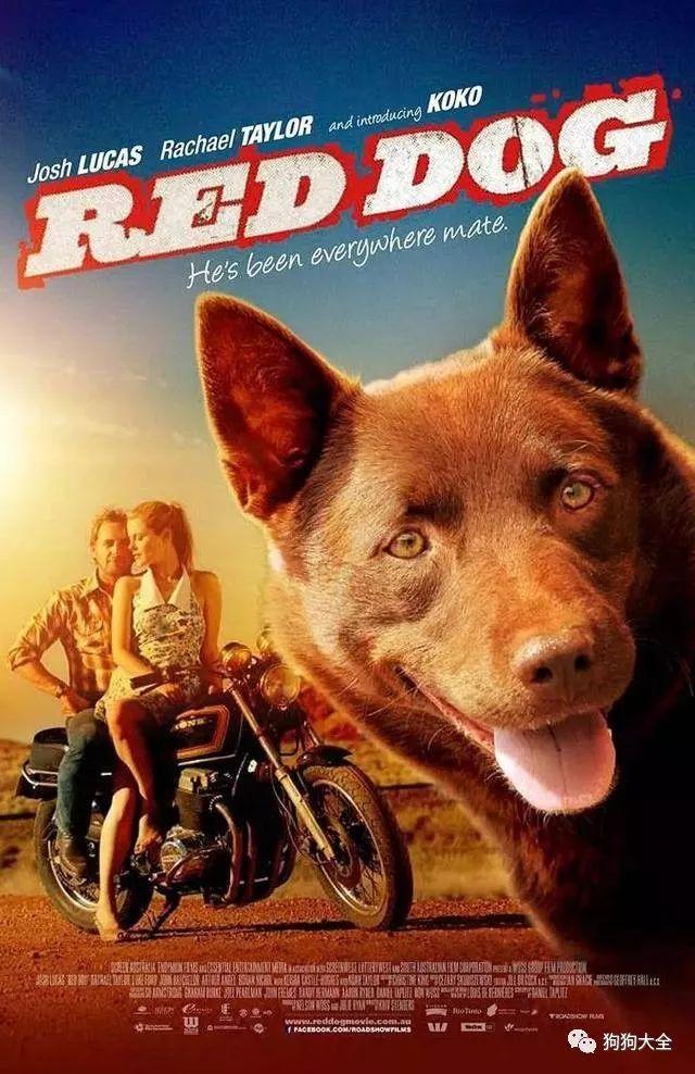 金毛猎犬电影