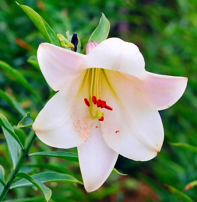 白百合花图片