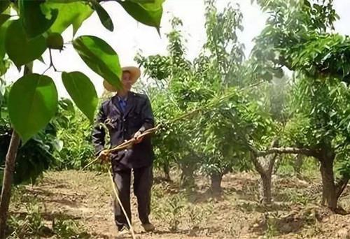 果树用药不当遇上药害？记住这几条急救方法3