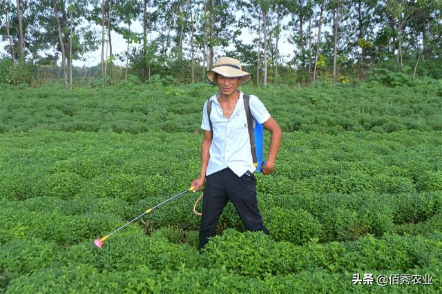 8月份，中药材菊花将迎来一种重要害虫，防治要确保“稳准狠”5