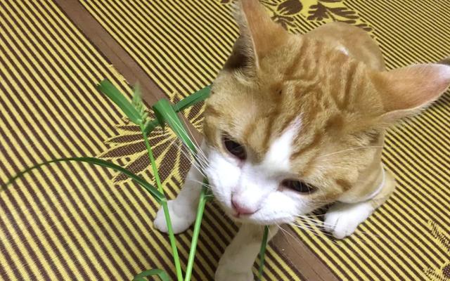 猫草